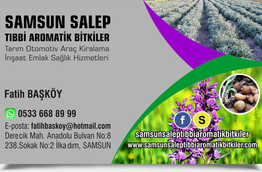 SAMSUN SALEP TIBBİ AROMATİK BİTKİLER